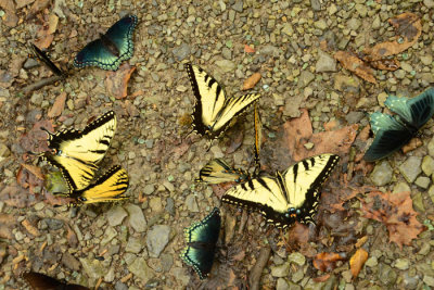 Tiger Swallowtails, Red Spotted Purple, and Pipevine Swallowtail