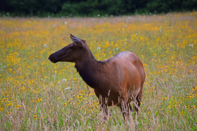 Female Elk Oconaluftee Valley