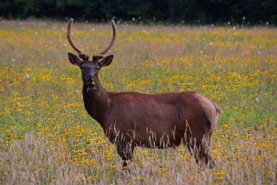 Bull Elk Oconaluftee Valley