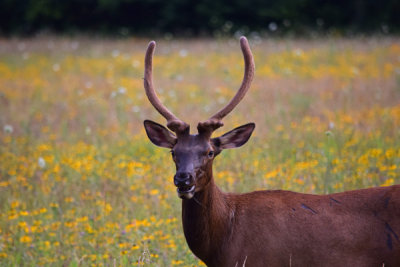 Bull Elk Oconaluftee Valley