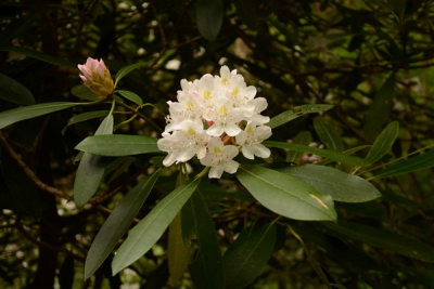 Rhododendren Bloom