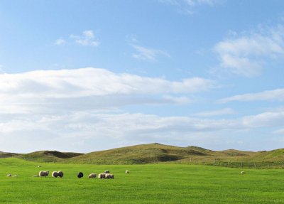 Landbrot&sheep-.jpg