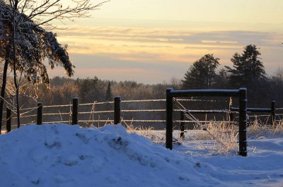 Icy Fence