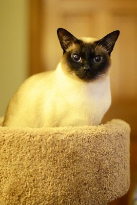 Mana