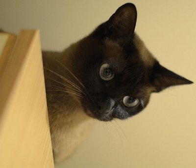 Pua looking down on us
