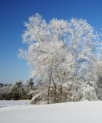 Winter Trees 2