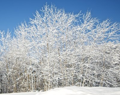 Winter Trees 1