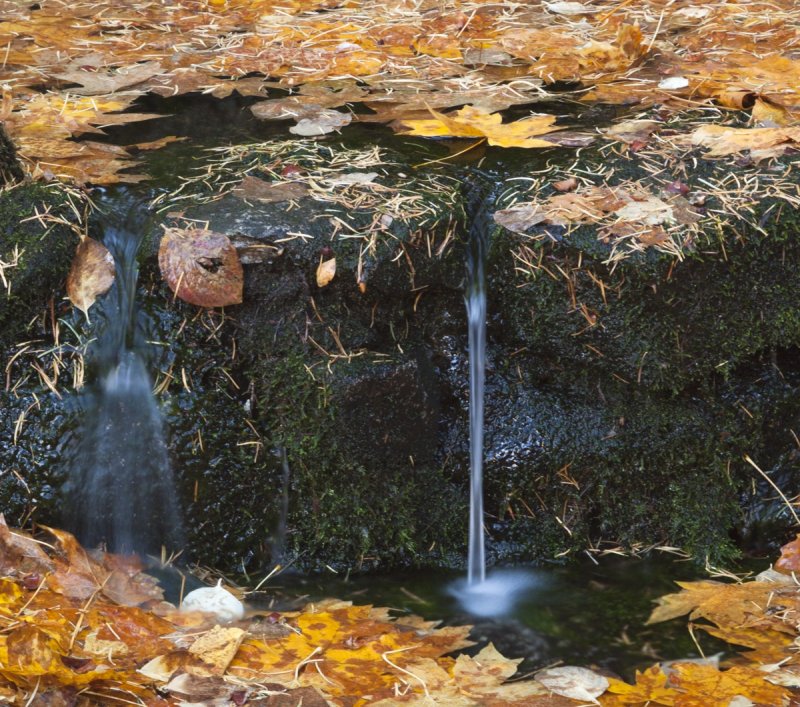 Fern spring