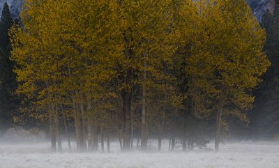 Cottonwoods in the morning mist