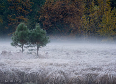 Two young pines in the misty meadow