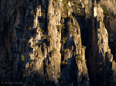Trees clinging to the granite cliffs in the morning light.