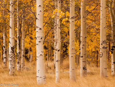 Aspens, Lee Vining Canyon