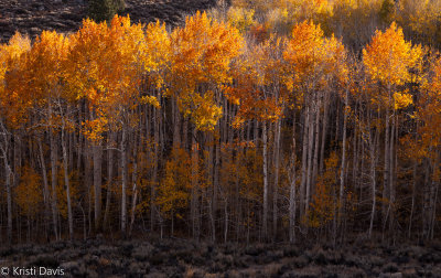 Evening light on the aspens