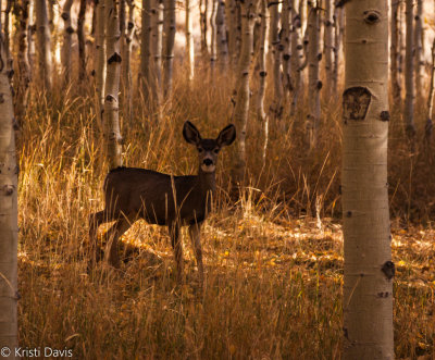 White tail among the aspens