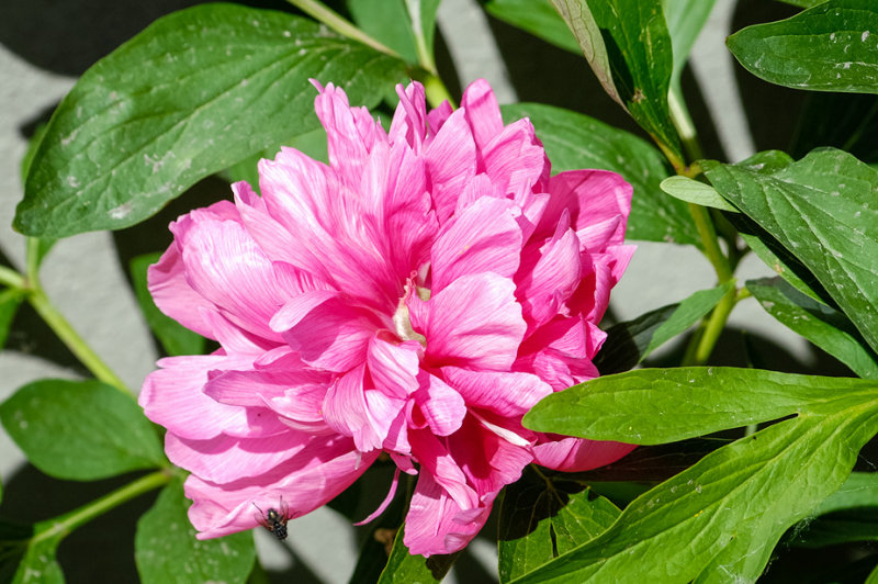 Pion  / Peony