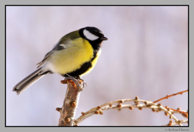 Great tit 