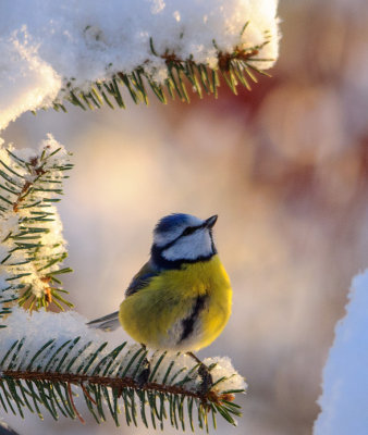 Blue tit