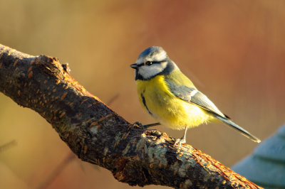 Blue tit   / Blmeis