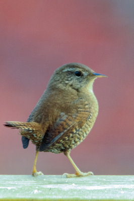 Gjerdesmett  /  Wren