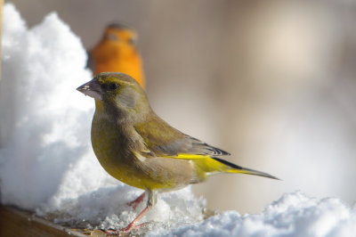 greenfinch / grnnfink