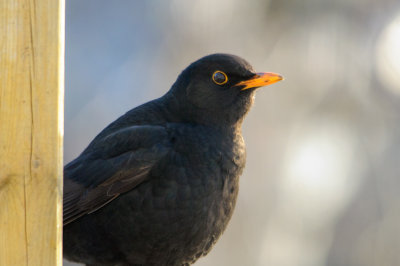 Svarttrost  /  Blackbird