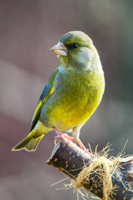 greenfinch / grnnfink