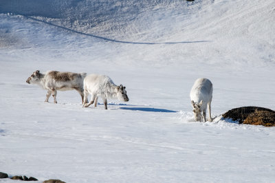 Svalbard- reindeer
