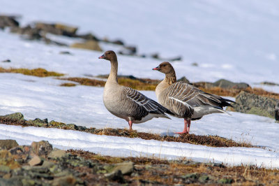 Kortnebbgs / Pink-footed  Goose