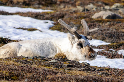 Svalbard- reindeer take a rest