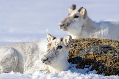 Svalbard- reindeer