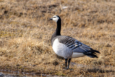 Hvitkinngs / Barnacle goose