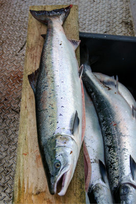  Salmon from the South- Namsenfjord