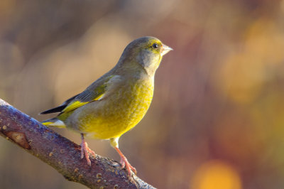 greenfinch / grnnfink