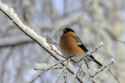 Black-tailed Hawfinch  / Dompap