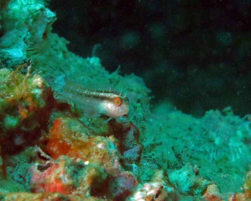 Young seaweed blenny
