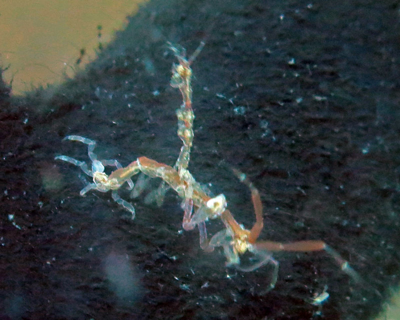 Skeleton Shrimp