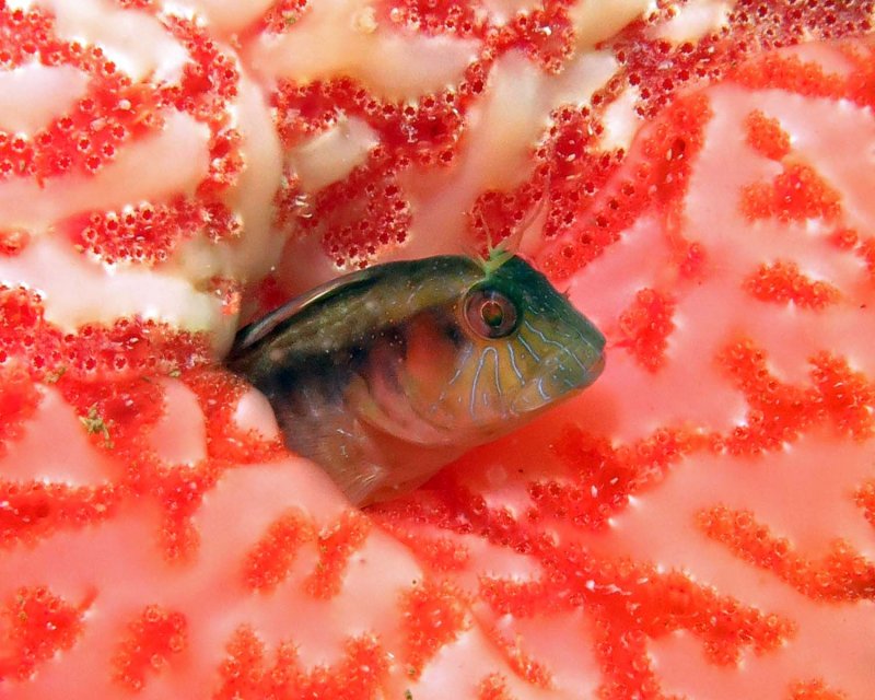 Seaweed Blenny in tunicate colony