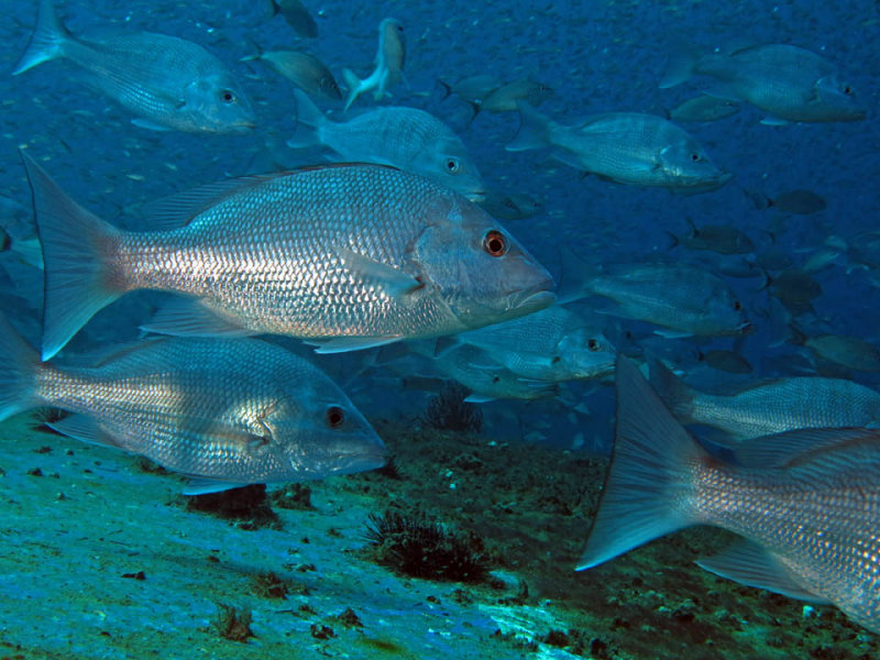 Red Snapper