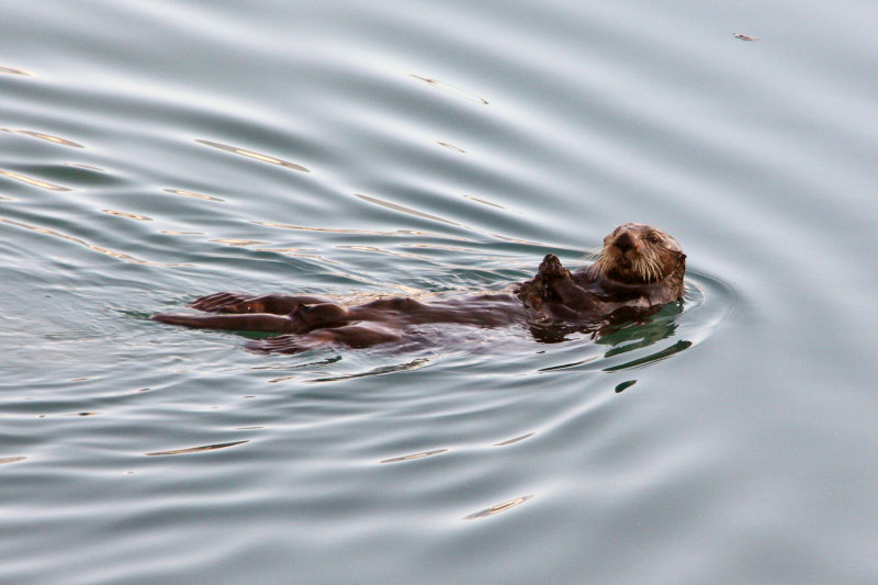 Sea Otter