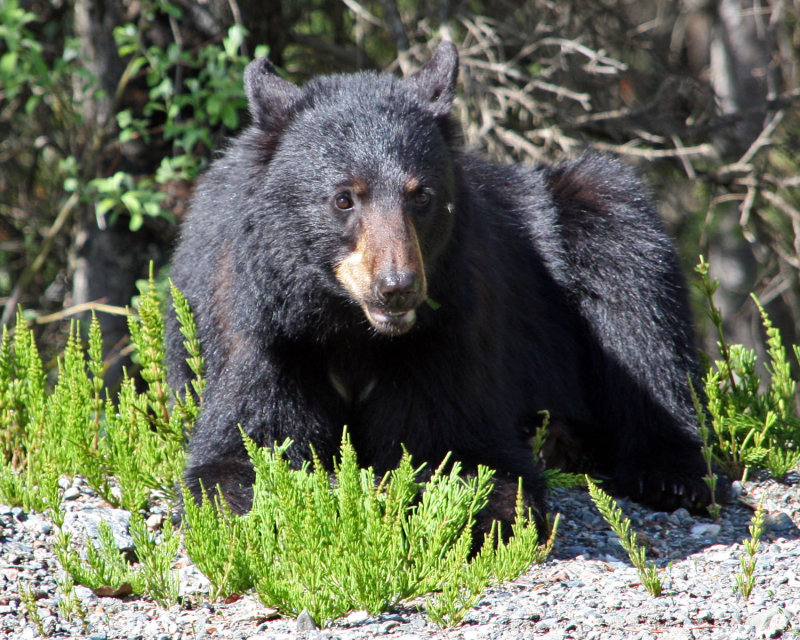 Black bear enjoying some greens