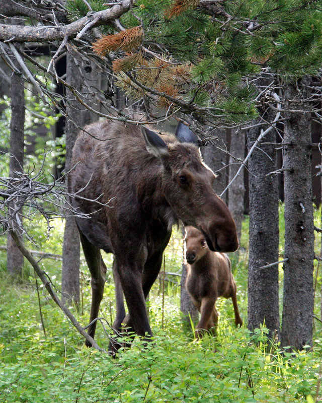 Glacier NP - Moose and calf by our campground