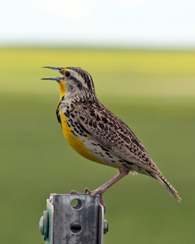 Western Meadowlark