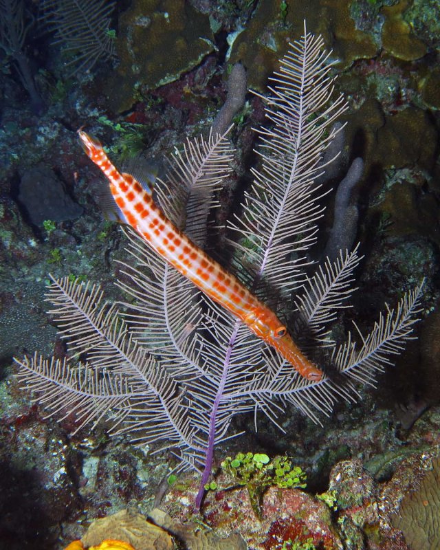 Trumpetfish