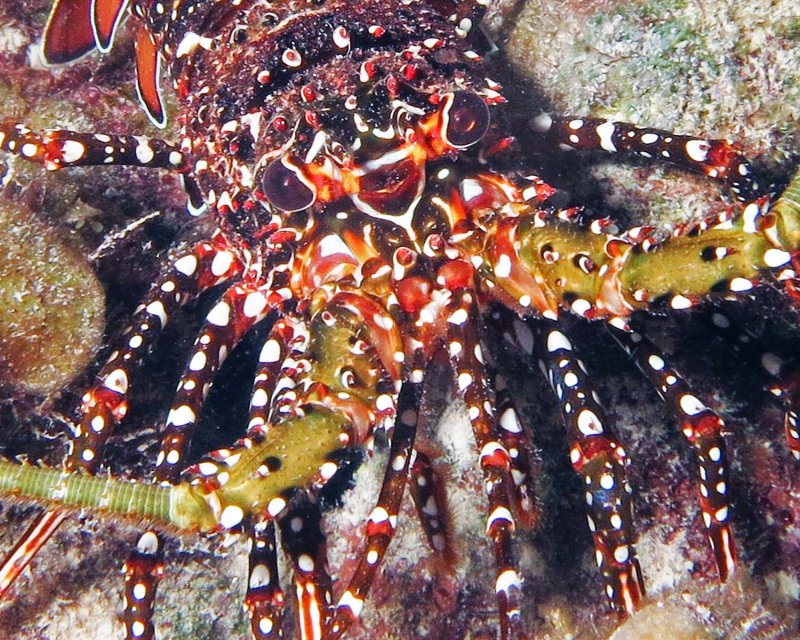 Spotted lobster