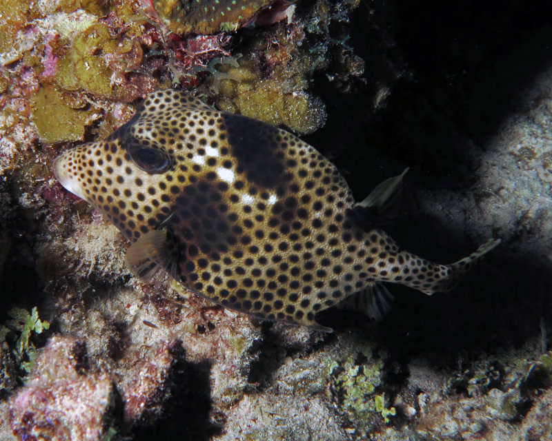 Spotted trunkfish