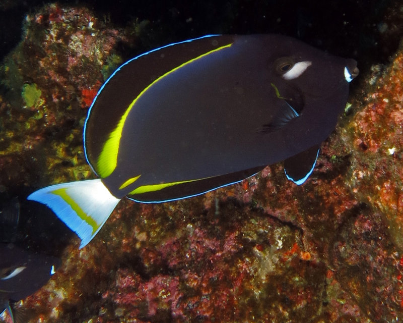 Goldrim surgeonfish