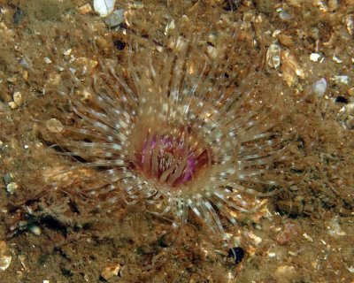 Tube Anemone