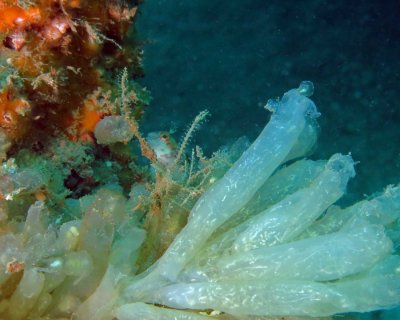 Seaweed blenny with egg sacs