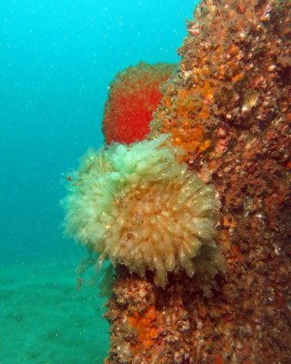 Monachelli Memorial Reef