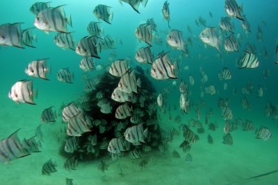 Atlantic Spadefish